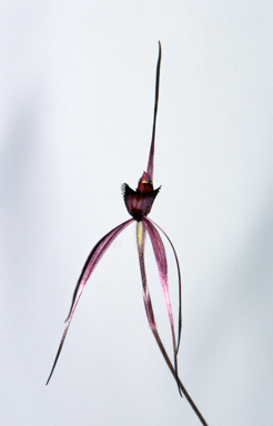 APII jpeg image of Caladenia branwhitei  © contact APII