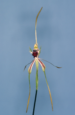 APII jpeg image of Caladenia dilatata  © contact APII