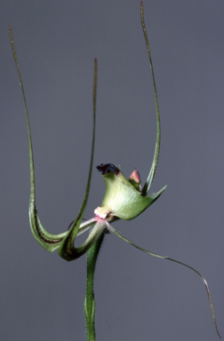 APII jpeg image of Caladenia falcata  © contact APII