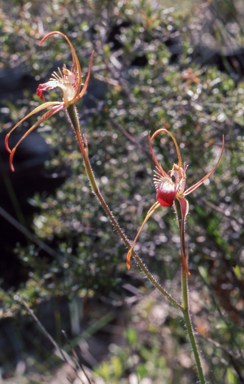 APII jpeg image of Caladenia ferruginea  © contact APII