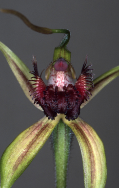 APII jpeg image of Caladenia pectinata  © contact APII