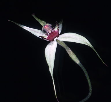 APII jpeg image of Caladenia valida  © contact APII