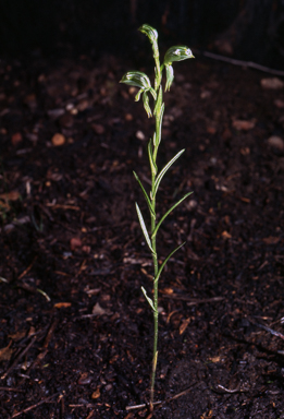 APII jpeg image of Pterostylis viriosa  © contact APII