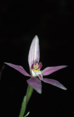 APII jpeg image of Caladenia latifolia  © contact APII