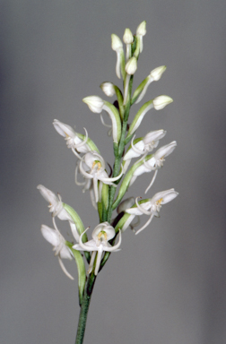 APII jpeg image of Pecteilis propinquior  © contact APII