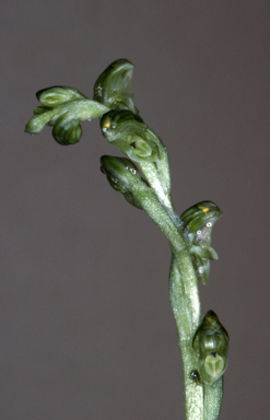 APII jpeg image of Pterostylis cycnocephala  © contact APII