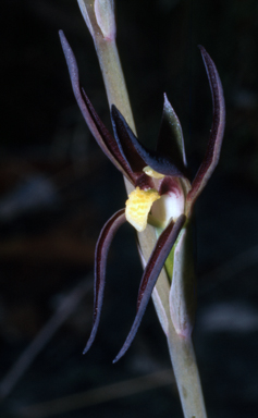 APII jpeg image of Lyperanthus suaveolens  © contact APII