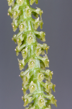 APII jpeg image of Oberonia complanata  © contact APII