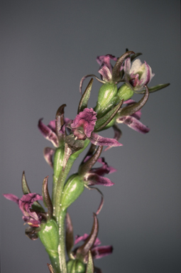 APII jpeg image of Prasophyllum incurvum  © contact APII