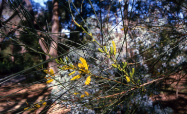 APII jpeg image of Acacia jibberdigensis  © contact APII