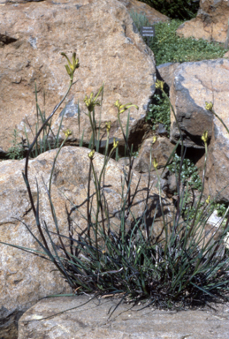 APII jpeg image of Anigozanthos viridis  © contact APII