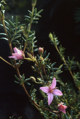 APII jpeg image of Boronia amabilis  © contact APII