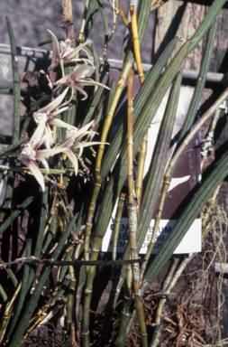 APII jpeg image of Dendrobium beckleri  © contact APII
