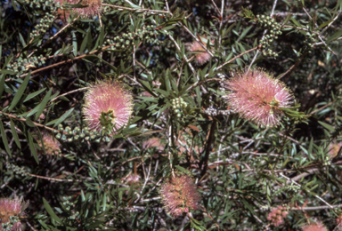 APII jpeg image of Callistemon 'Perth Pink'  © contact APII