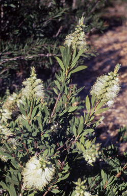 APII jpeg image of Callistemon 'White Anzac'  © contact APII