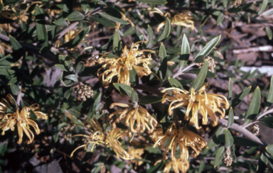 APII jpeg image of Grevillea 'Canterbury Gold'  © contact APII