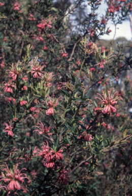 APII jpeg image of Grevillea 'Collaroy Plateau'  © contact APII
