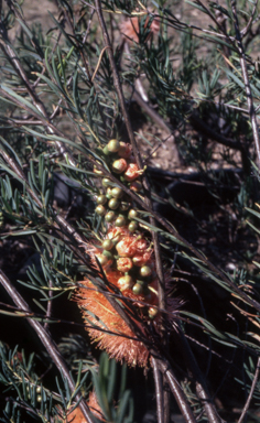 APII jpeg image of Melaleuca 'Salmon'  © contact APII