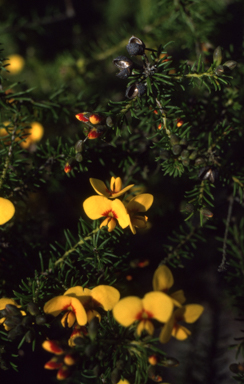 APII jpeg image of Dillwynia retorta  © contact APII