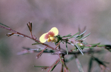 APII jpeg image of Dillwynia tenuifolia  © contact APII