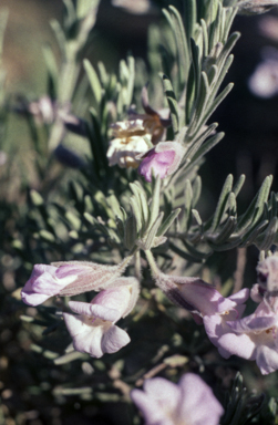 APII jpeg image of Eremophila bowmanii  © contact APII