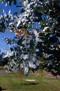 APII jpeg image of Eucalyptus globulus  © contact APII