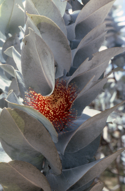 APII jpeg image of Eucalyptus macrocarpa  © contact APII