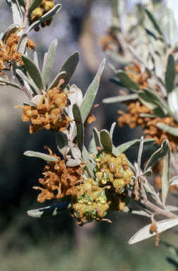 APII jpeg image of Grevillea floribunda  © contact APII