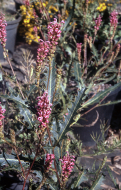 APII jpeg image of Grevillea quercifolia  © contact APII