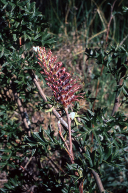 APII jpeg image of Grevillea rivularis  © contact APII