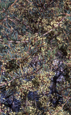 APII jpeg image of Hakea commutata  © contact APII