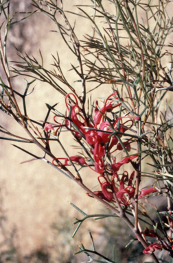 APII jpeg image of Hakea purpurea  © contact APII