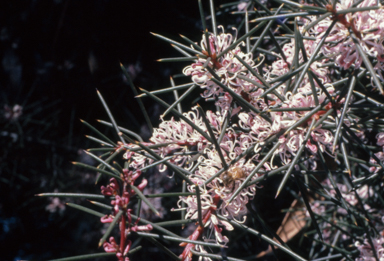 APII jpeg image of Hakea sericea  © contact APII