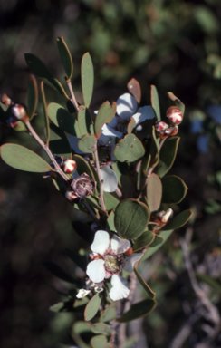 APII jpeg image of Leptospermum laevigatum  © contact APII