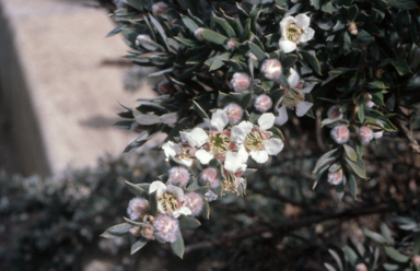 APII jpeg image of Leptospermum lanigerum  © contact APII
