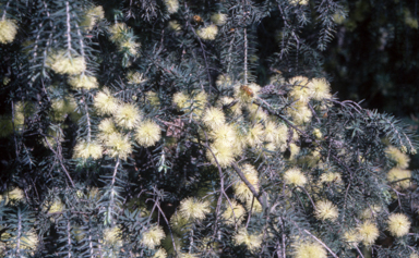 APII jpeg image of Melaleuca incana subsp. incana  © contact APII