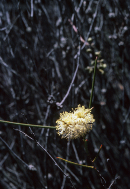 APII jpeg image of Melaleuca uncinata  © contact APII