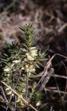 APII jpeg image of Melichrus arceolatus  © contact APII