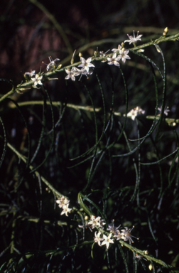APII jpeg image of Myoporum floribundum  © contact APII