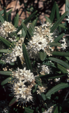 APII jpeg image of Phebalium squamulosum subsp. argenteum  © contact APII