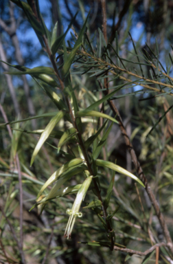 APII jpeg image of Styphelia longifolia  © contact APII