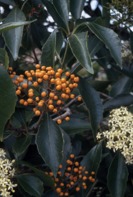 APII jpeg image of Auranticarpa rhombifolia  © contact APII