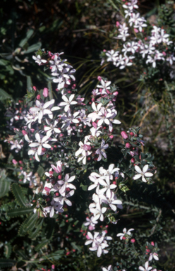 APII jpeg image of Philotheca buxifolia  © contact APII