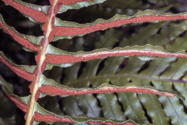 APII jpeg image of Blechnum cartilagineum  © contact APII