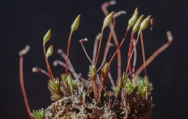 APII jpeg image of Polytrichum juniperinum  © contact APII