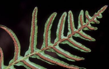 APII jpeg image of Blechnum cartilagineum  © contact APII
