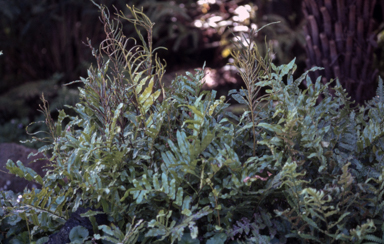 APII jpeg image of Blechnum minus  © contact APII