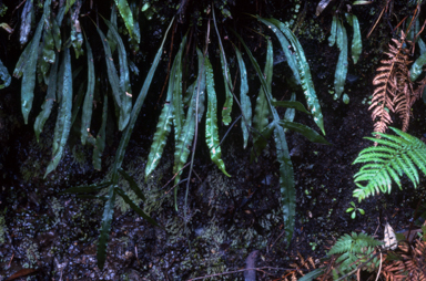 APII jpeg image of Blechnum pattersonii  © contact APII