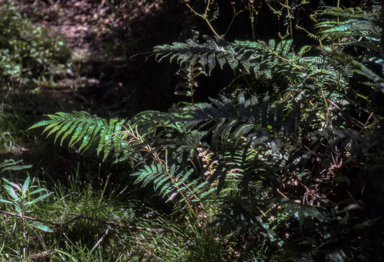 APII jpeg image of Blechnum sp. (King Island)  © contact APII