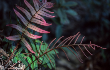 APII jpeg image of Blechnum wattsii  © contact APII